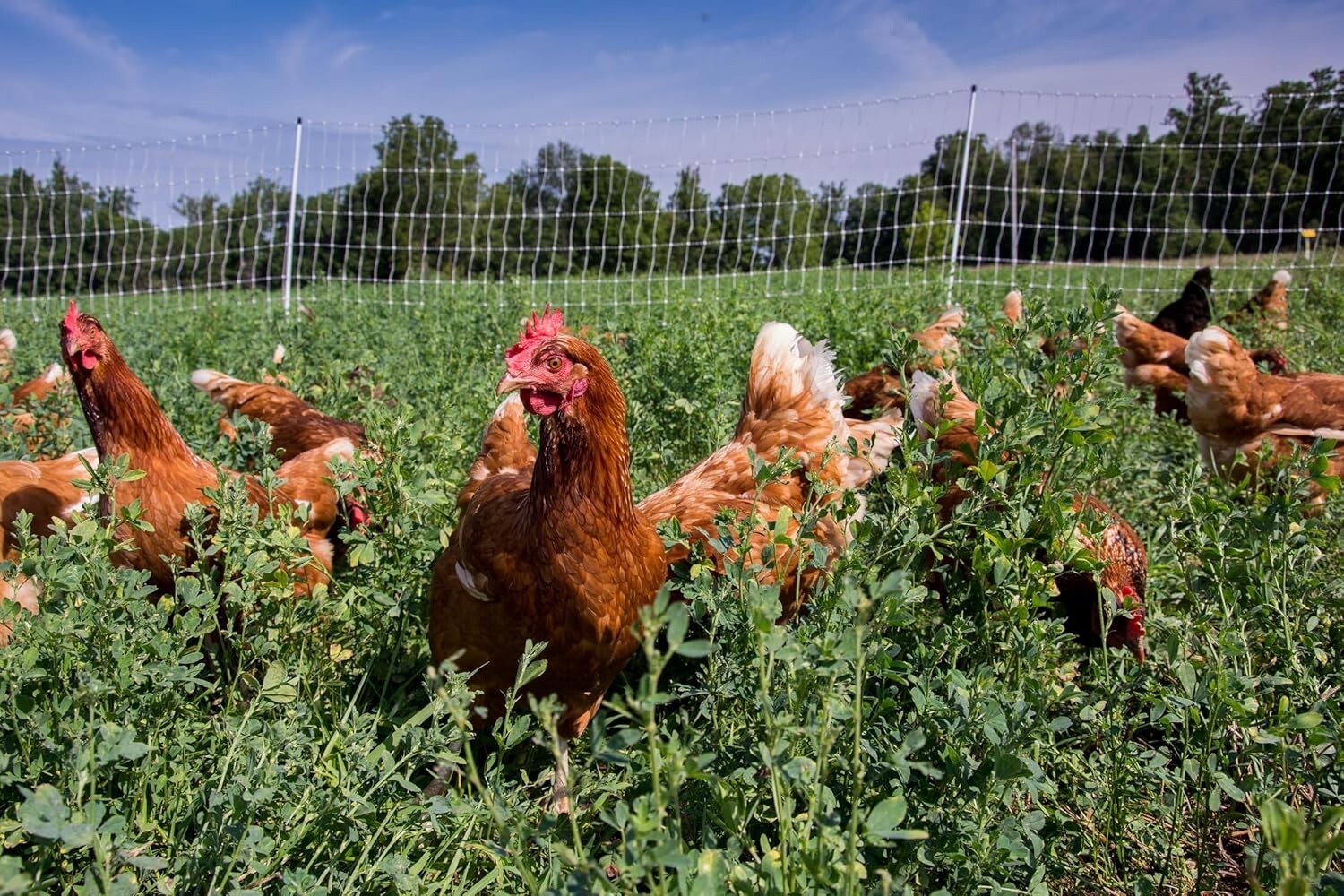 82′ Gallagher electric poultry net fence